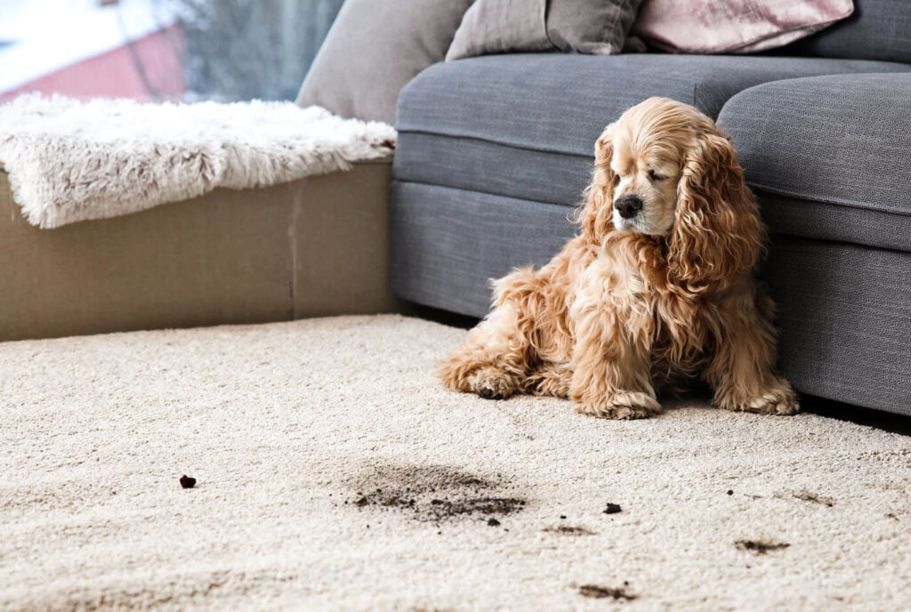 How to Eliminate Pet Odors From Upholstery
